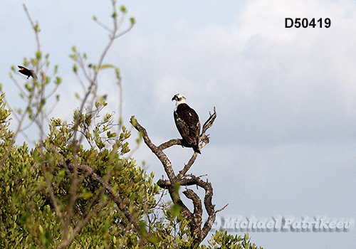 Osprey (Pandion haliaetus)